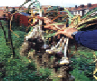 wp94c38698.png